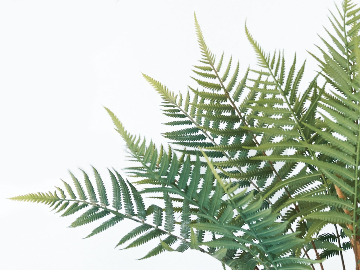 BROWN Fern Pot / ブラウン ファーン ポット 74 （花器・プランター・グリーン > フェイクグリーン・フェイクフラワー） 4