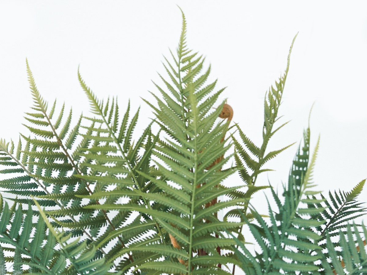BROWN Fern Pot / ブラウン ファーン ポット 74 （花器・プランター・グリーン > フェイクグリーン・フェイクフラワー） 3