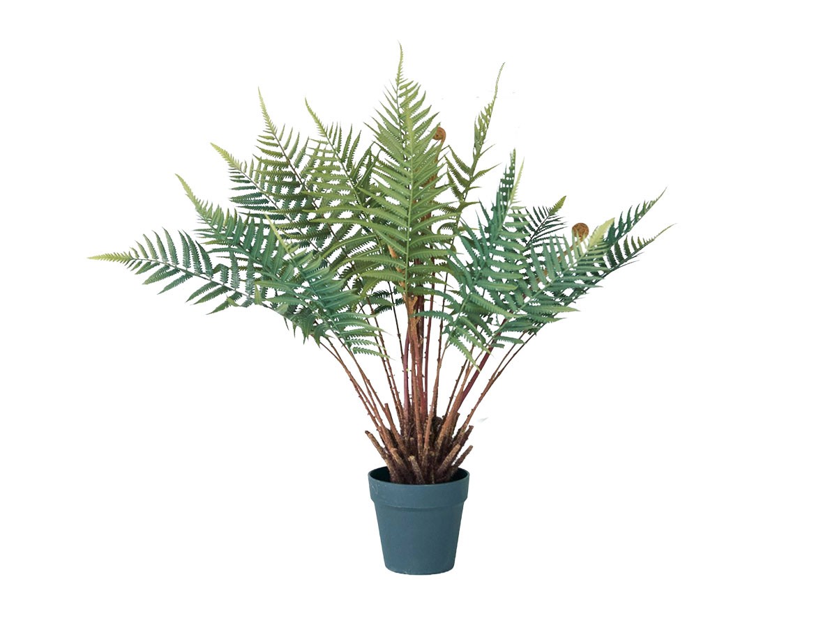 BROWN Fern Pot