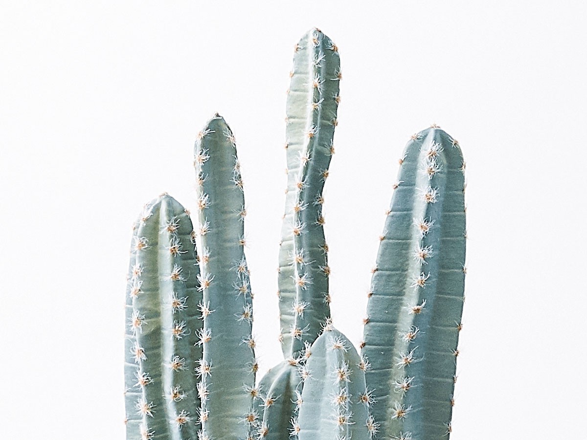 BROWN Column Cactus Pot / ブラウン 柱サボテン ポット 76 （花器・プランター・グリーン > フェイクグリーン・フェイクフラワー） 4