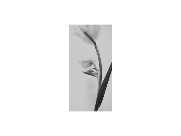 IGREBOW FLOWER / アイグレボゥ フラワー1 × 2［ f_612_7 ］ （オブジェ・アート > アート） 3