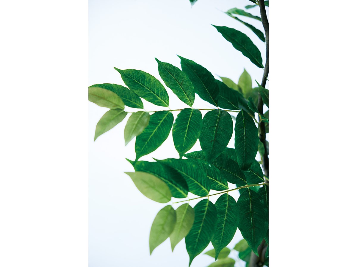 BROWN Coffee Plant Pot / ブラウン コーヒーの木 ポット 205 （花器・プランター・グリーン > フェイクグリーン・フェイクフラワー） 7