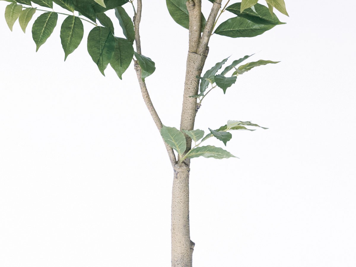 BROWN Coffee Plant Pot / ブラウン コーヒーの木 ポット 205 （花器・プランター・グリーン > フェイクグリーン・フェイクフラワー） 6