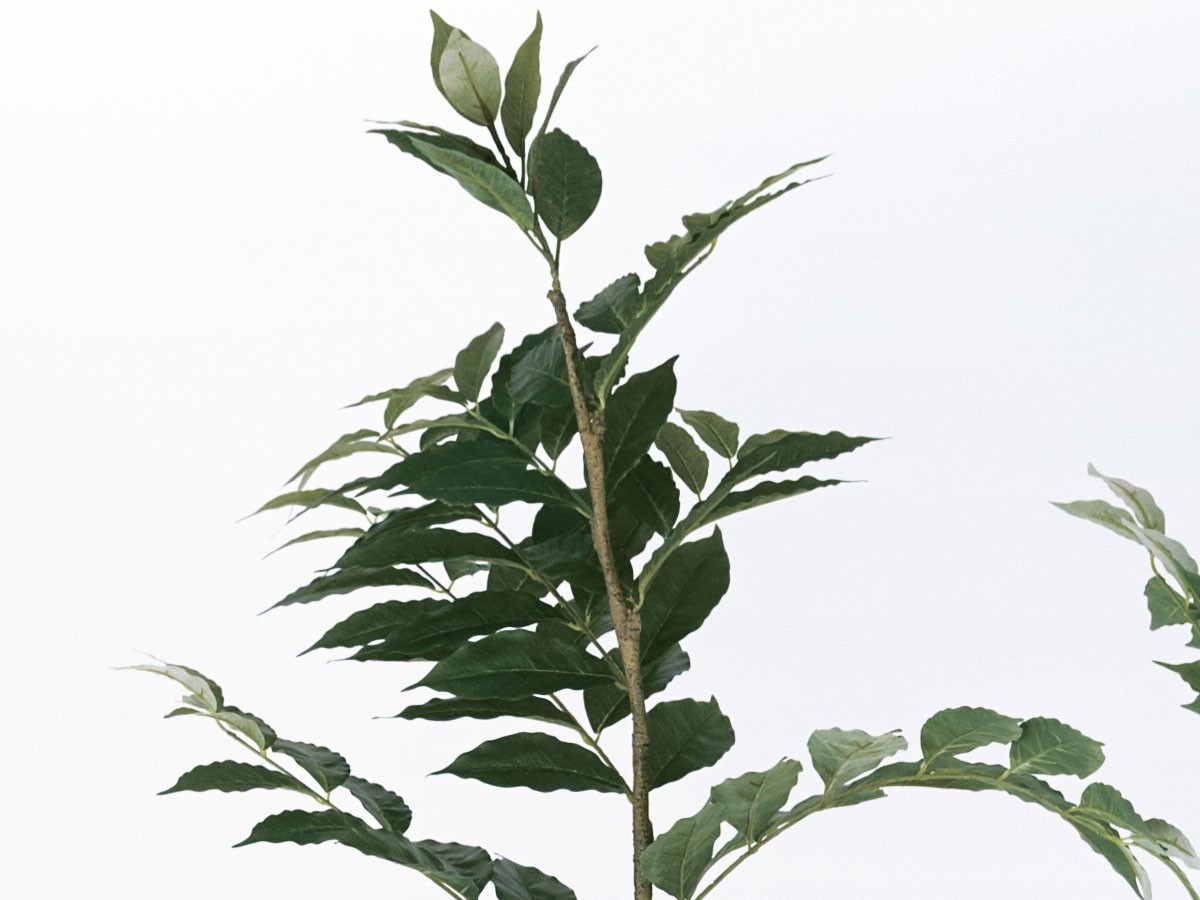 BROWN Coffee Plant Pot / ブラウン コーヒーの木 ポット 205 （花器・プランター・グリーン > フェイクグリーン・フェイクフラワー） 4