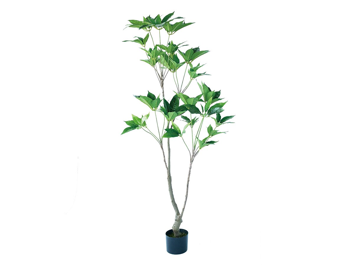 BROWN Tupidanthus Pot / ブラウン ツピタンサス ポット 150 (花器・プランター・グリーン > フェイクグリーン・フェイクフラワー) 1