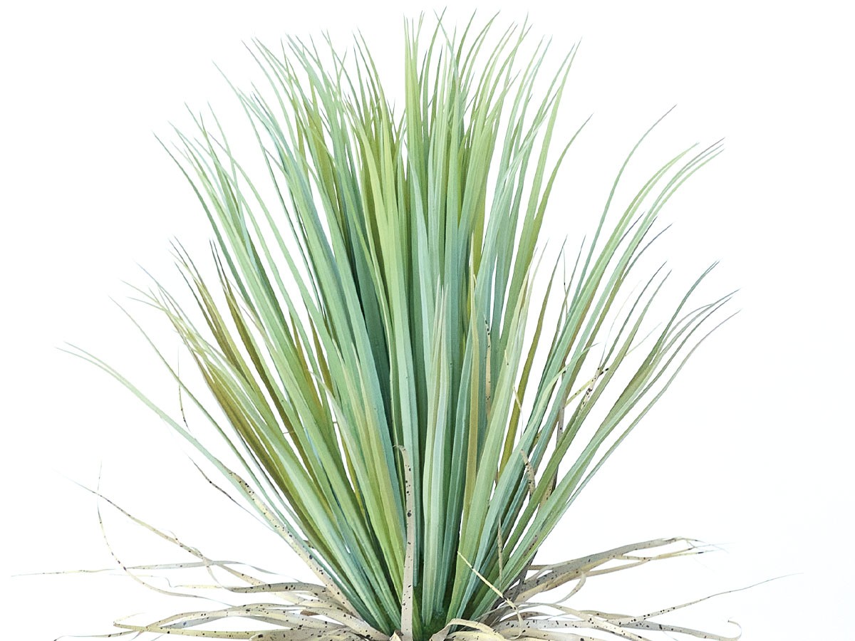 BROWN Yucca Pot / ブラウン ユッカ  ポット 85 （花器・プランター・グリーン > フェイクグリーン・フェイクフラワー） 3