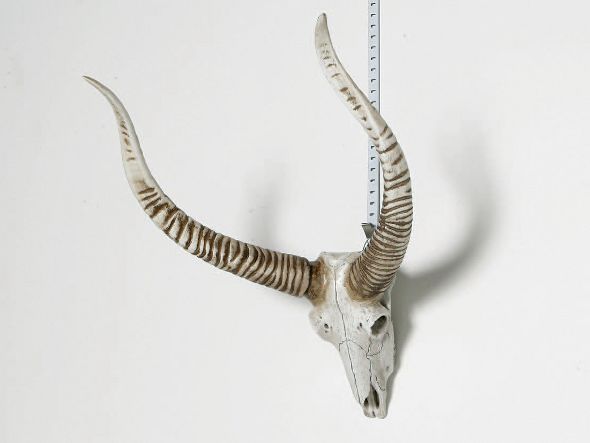 Antelope head 2