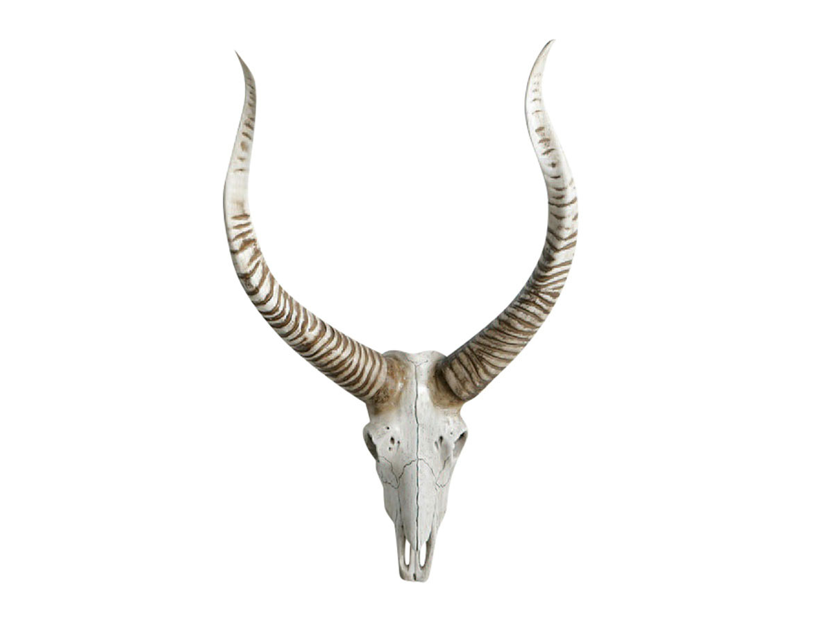 Antelope head 1