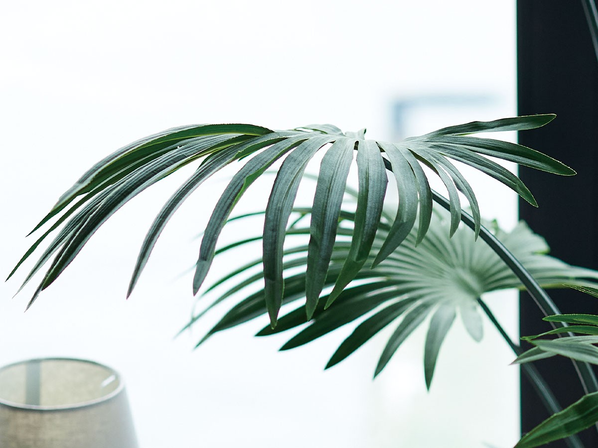 BROWN Rhapis humilis Pot / ブラウン シュロチク ポット 180 （花器・プランター・グリーン > フェイクグリーン・フェイクフラワー） 3
