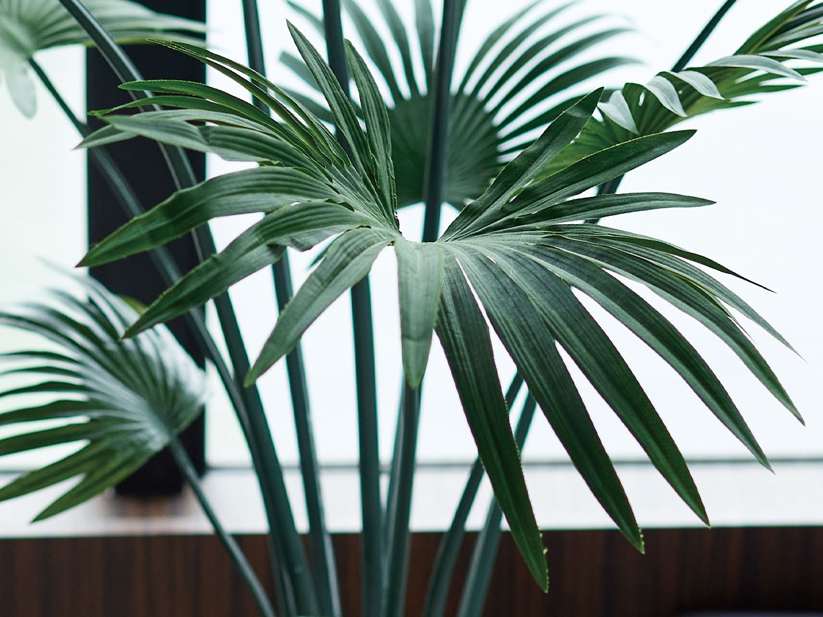 BROWN Rhapis humilis Pot / ブラウン シュロチク ポット 180 （花器・プランター・グリーン > フェイクグリーン・フェイクフラワー） 5