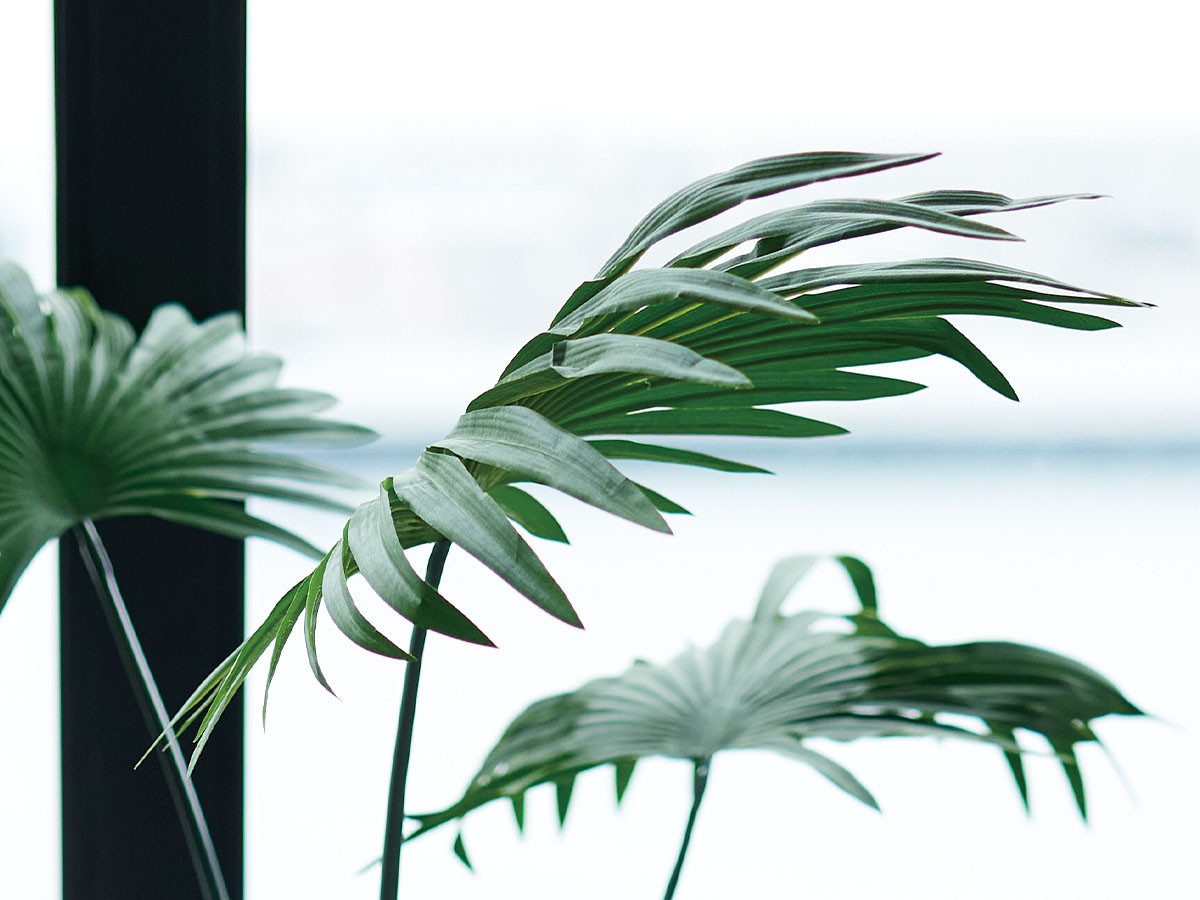 BROWN Rhapis humilis Pot / ブラウン シュロチク ポット 180 （花器・プランター・グリーン > フェイクグリーン・フェイクフラワー） 4