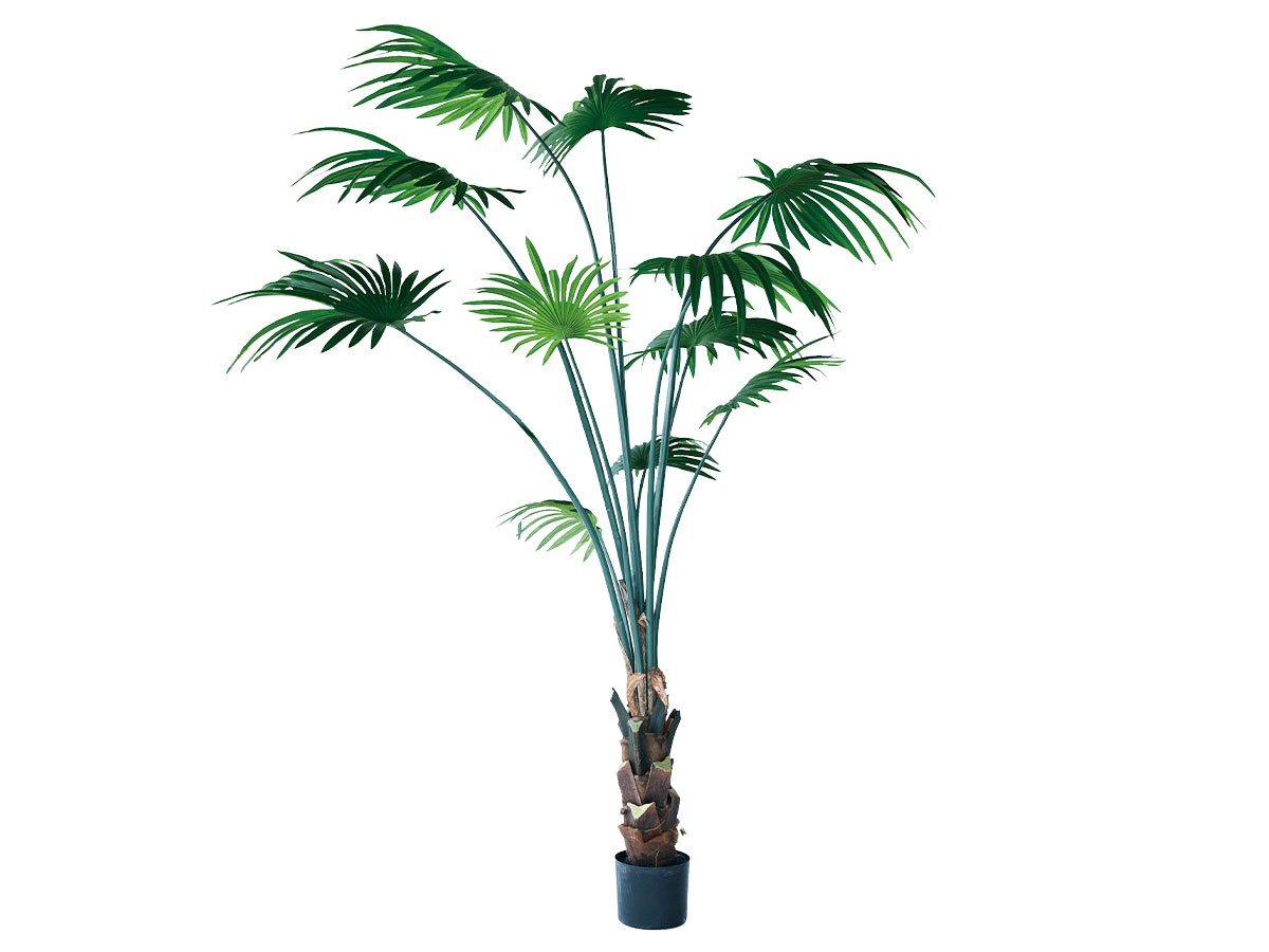 BROWN Rhapis humilis Pot