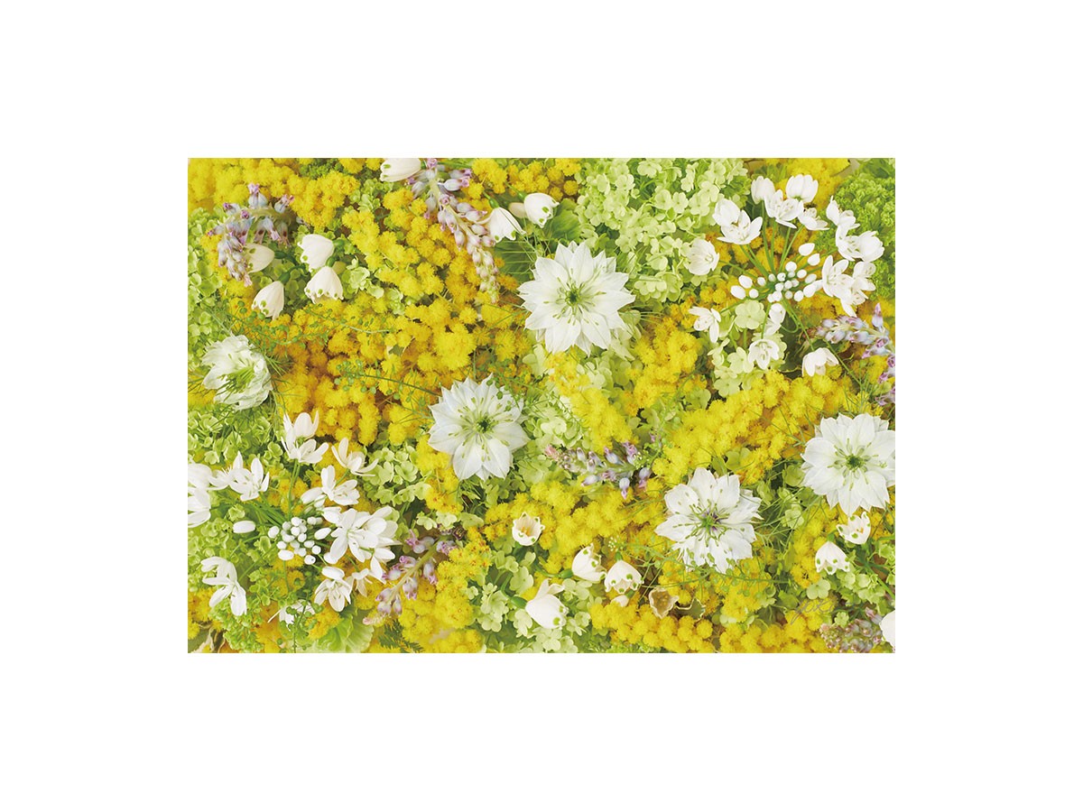 Pastel Bloom Mimosa Yellow