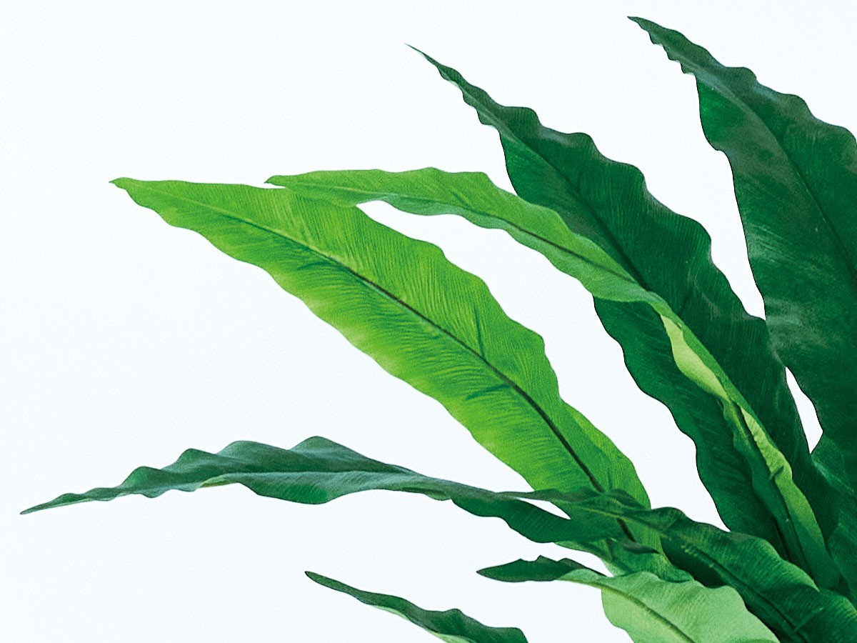 BROWN Asplenium Pot / ブラウン アスプレニウム ポット 90 （花器・プランター・グリーン > フェイクグリーン・フェイクフラワー） 6
