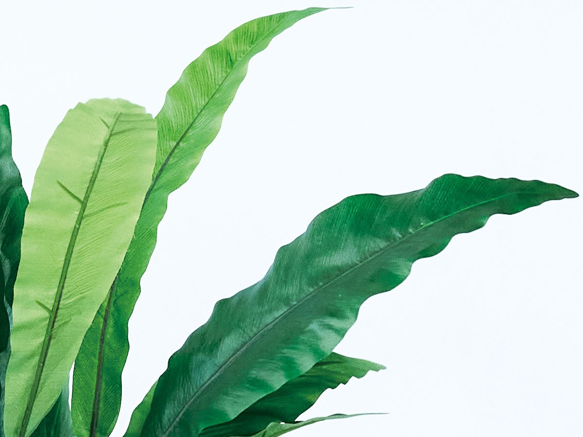BROWN Asplenium Pot / ブラウン アスプレニウム ポット 90 （花器・プランター・グリーン > フェイクグリーン・フェイクフラワー） 7