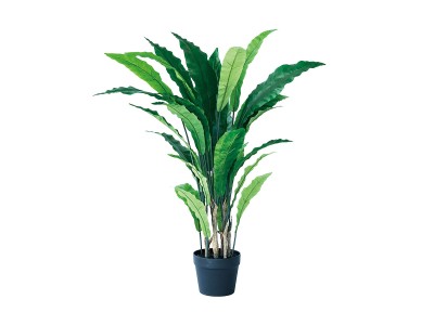 BROWN Yucca Rostrata Pot / ブラウン ユッカ ロストラータ ポット 120