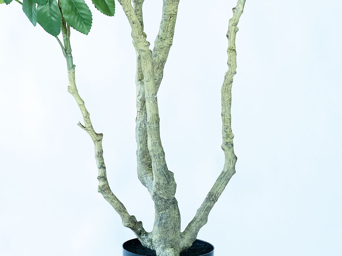 BROWN Japanese Aralia Pot / ブラウン ヤツデ ポット 190 （花器・プランター・グリーン > フェイクグリーン・フェイクフラワー） 7
