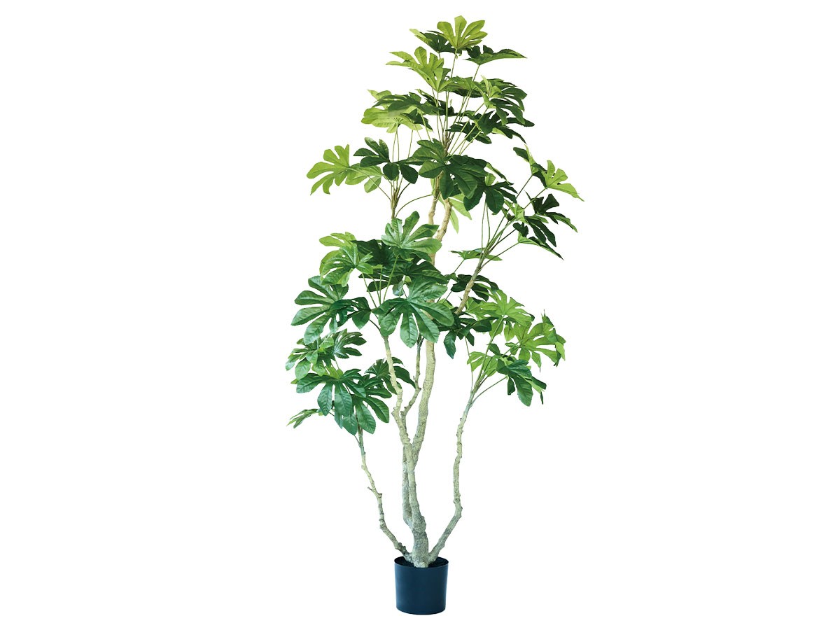 BROWN Japanese Aralia Pot / ブラウン ヤツデ ポット 190 (花器・プランター・グリーン > フェイクグリーン・フェイクフラワー) 1