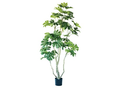 BROWN Yucca Rostrata Pot / ブラウン ユッカ ロストラータ