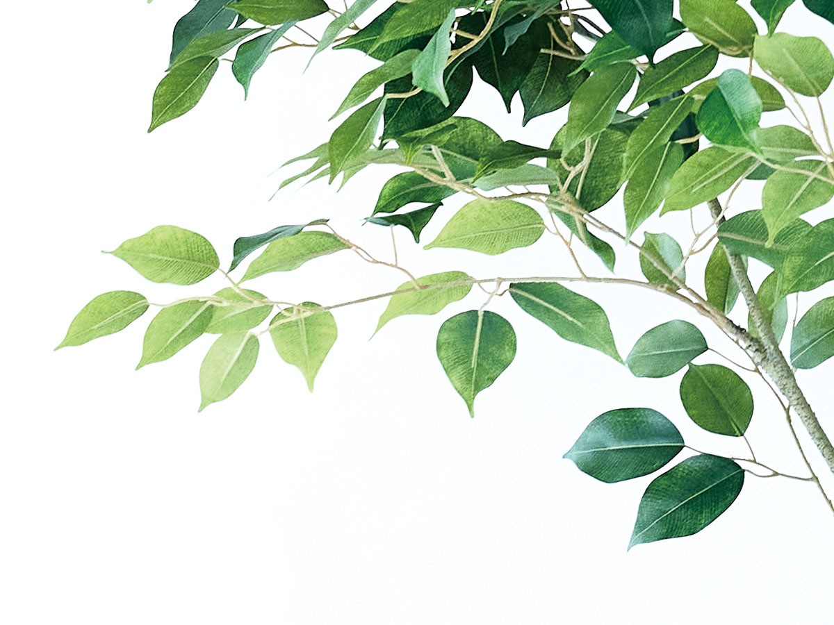 BROWN Ficus benjamina Pot / ブラウン ベンジャミン ポット 210 （花器・プランター・グリーン > フェイクグリーン・フェイクフラワー） 5