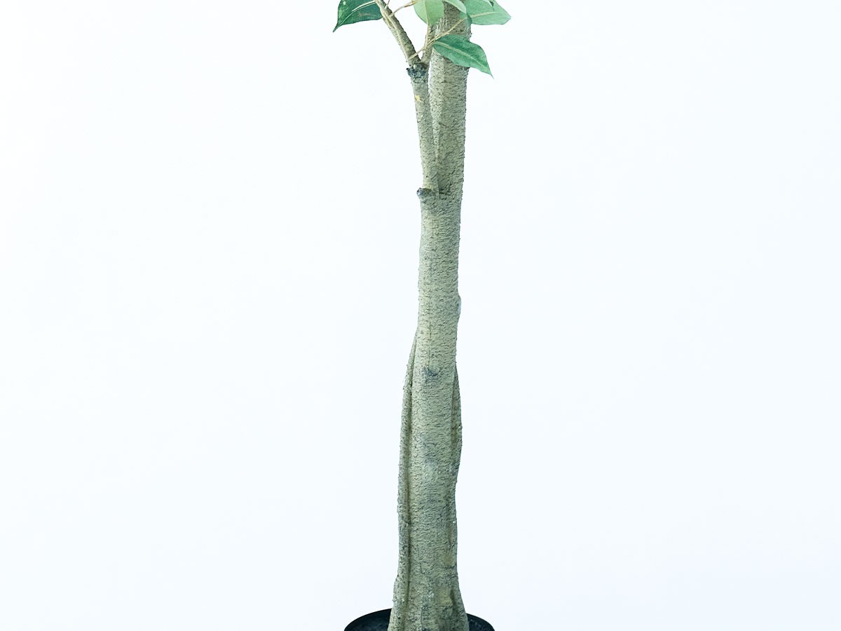 BROWN Ficus benjamina Pot / ブラウン ベンジャミン ポット 210 （花器・プランター・グリーン > フェイクグリーン・フェイクフラワー） 7