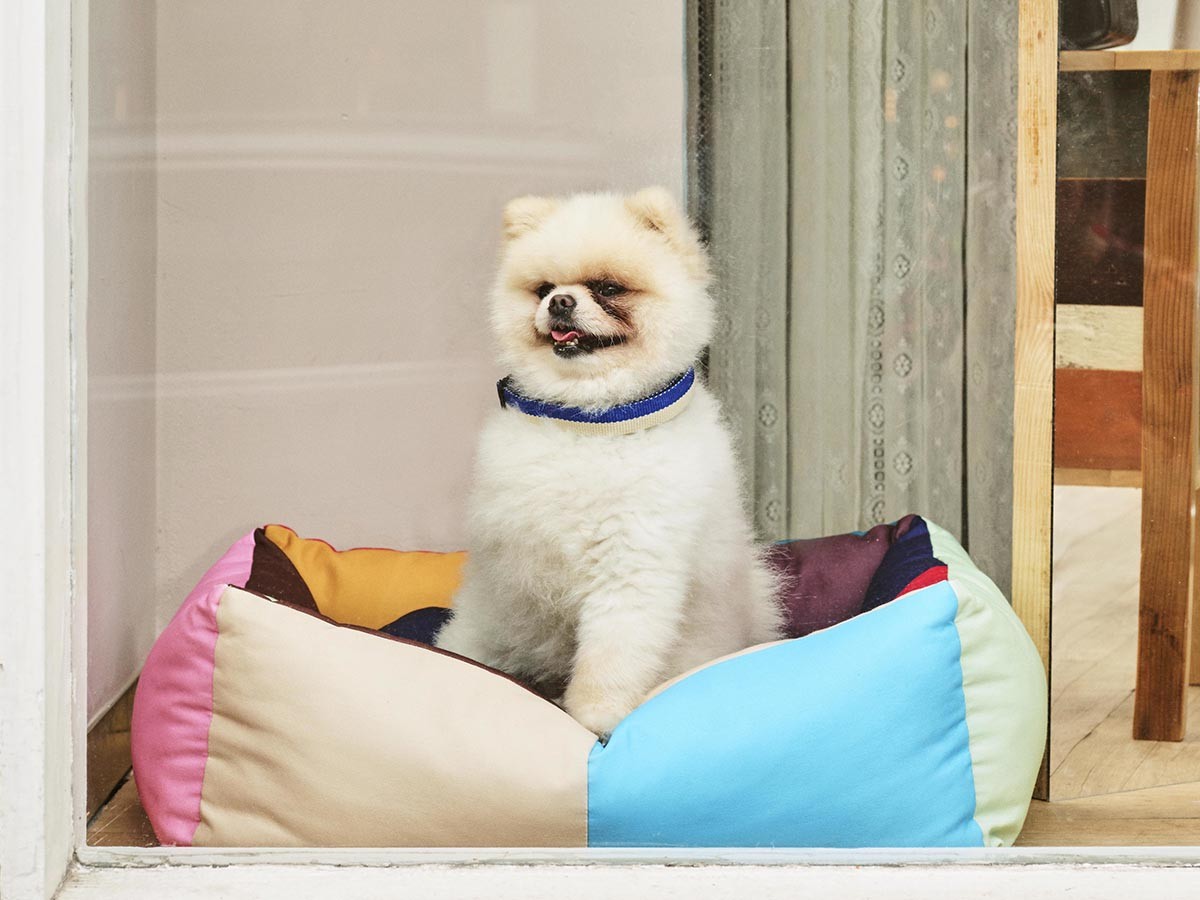 HAY HAY DOGS BY HOLLY GOLIGHTLY
DOGS BED MEDIUM / ヘイ ヘイ ドッグ コレクション
ドッグベッド ミディアム （インテリア雑貨 > ペット用品） 7