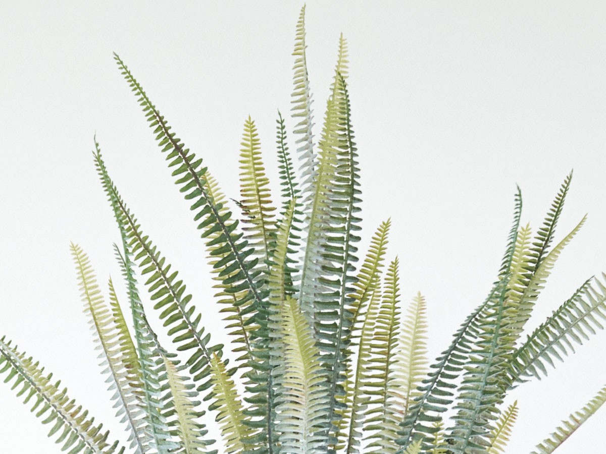 BROWN Boston Fern Pot Silver / ブラウン ボストンファーン ポット シルバー （花器・プランター・グリーン > フェイクグリーン・フェイクフラワー） 3