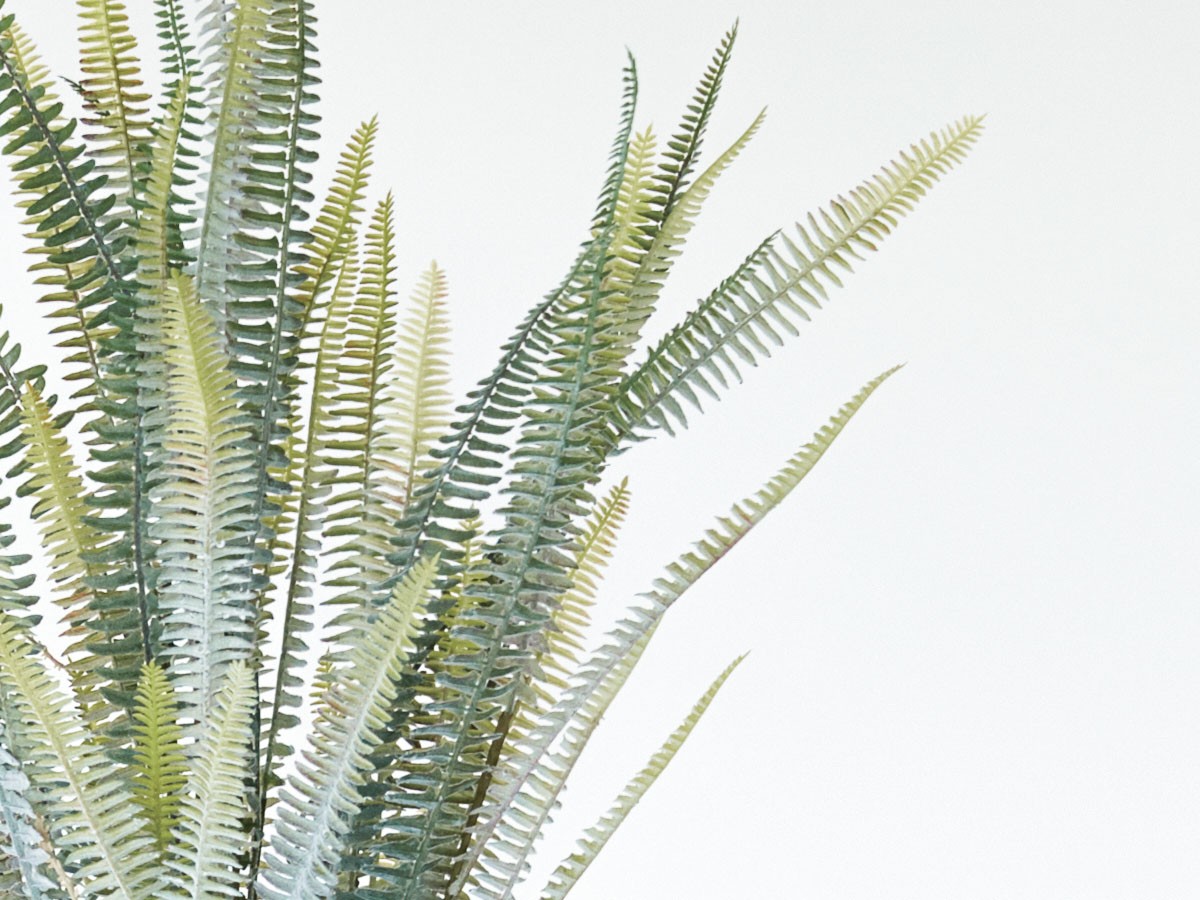 BROWN Boston Fern Pot Silver / ブラウン ボストンファーン ポット シルバー （花器・プランター・グリーン > フェイクグリーン・フェイクフラワー） 4