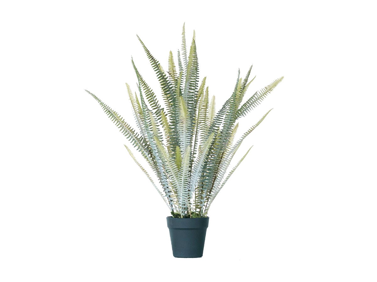 BROWN Boston Fern Pot Silver