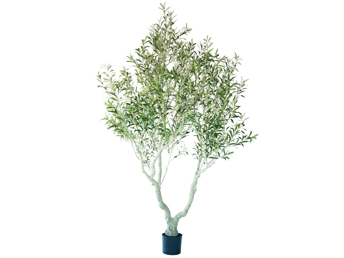 BROWN Olive Pot