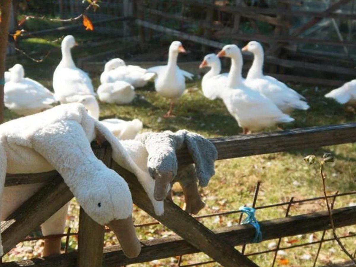 SENGER Naturwelt Cuddly Animal Goose / ゼンガーナチュウェルト カドリーアニマル グース S（グレー） （キッズ家具・ベビー用品 > おもちゃ・玩具） 9