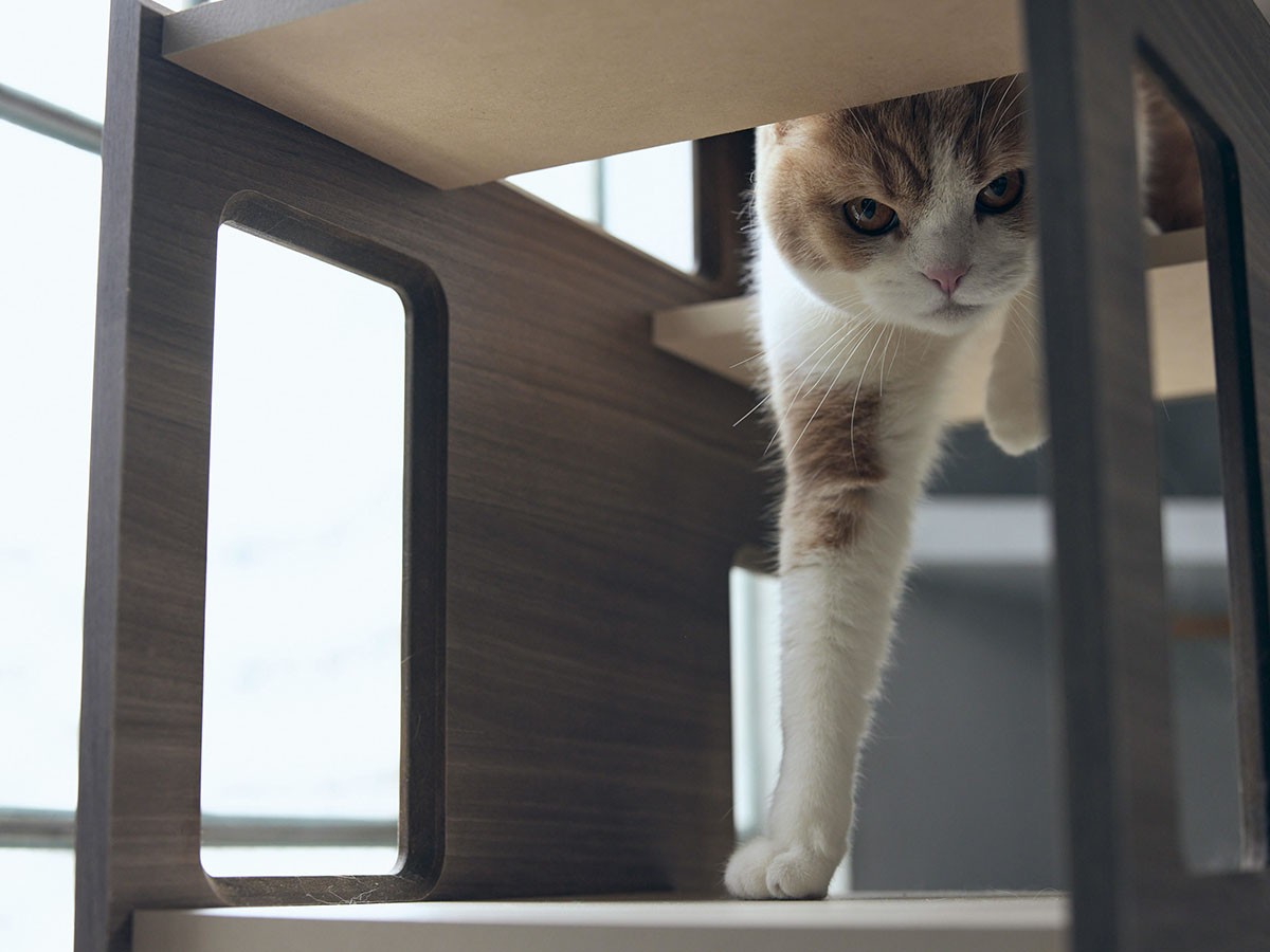 FRANCE PET Cat Tower Partition / フランスペット キャットタワー パーテーション （雑貨・その他インテリア家具 > ペット用品・家具） 6