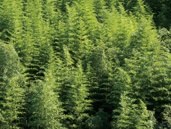 Lemnos Take - Clock / レムノス タケ クロック （時計 > 壁掛け時計） 8