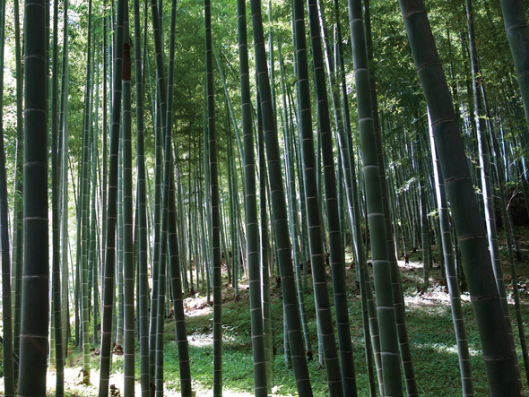 Lemnos Take - Clock / レムノス タケ クロック （時計 > 壁掛け時計） 9