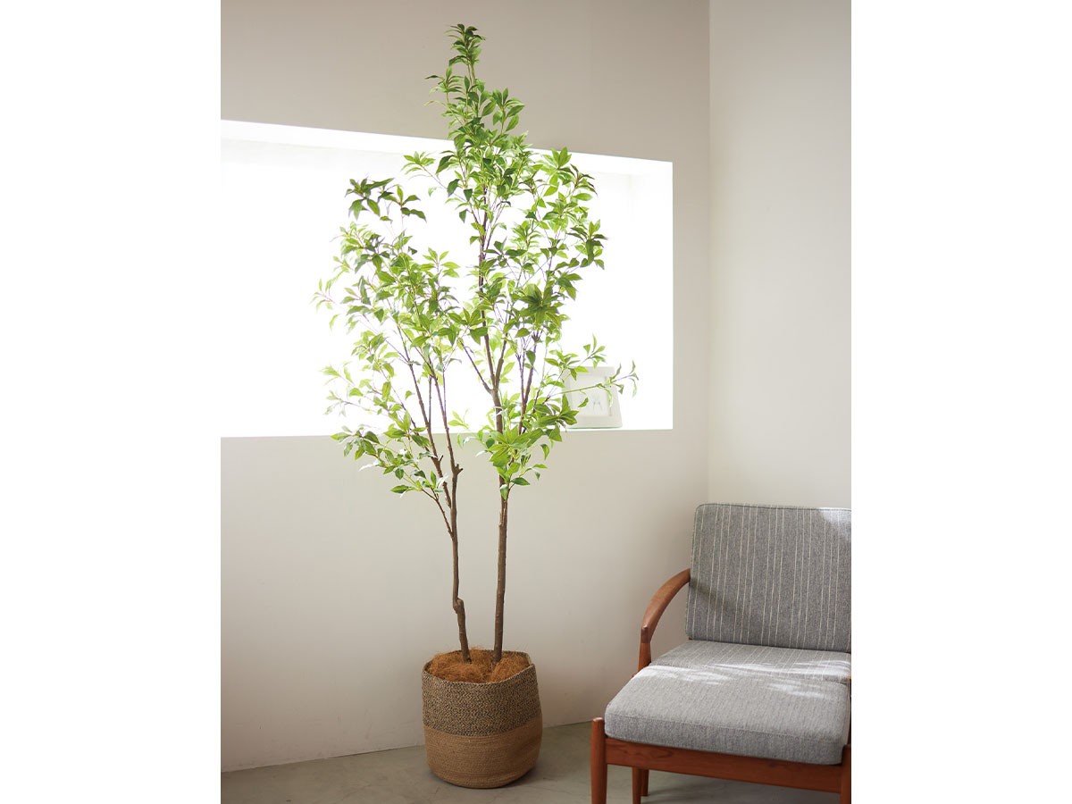 BROWN Japanese Andromeda Pot / ブラウン アセビ ポット 150 （花器・プランター・グリーン > フェイクグリーン・フェイクフラワー） 5