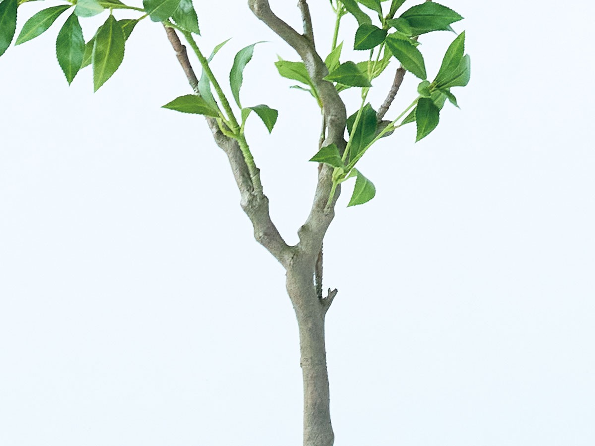 BROWN Japanese Andromeda Pot / ブラウン アセビ ポット 150 （花器・プランター・グリーン > フェイクグリーン・フェイクフラワー） 4