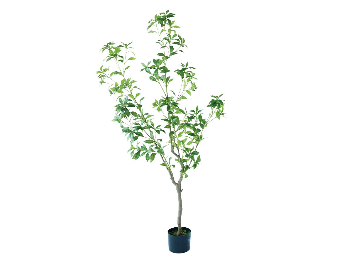 BROWN Japanese Andromeda Pot