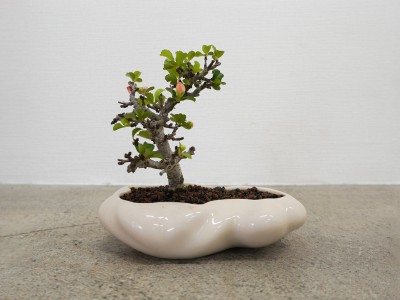 晴雲秋月　盆栽 晴雲秋月 盆栽 ▪︎皐月盆栽と日本建築 #さつき #皐月 #日本建築 季節を