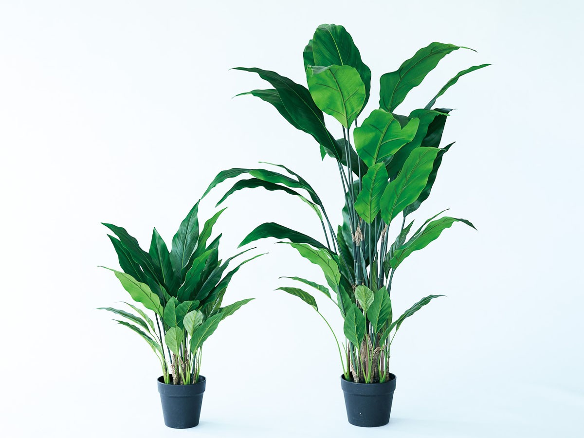 BROWN Spathiphyllum Pot / ブラウン スパティフィラム ポット 60 （花器・プランター・グリーン > フェイクグリーン・フェイクフラワー） 2