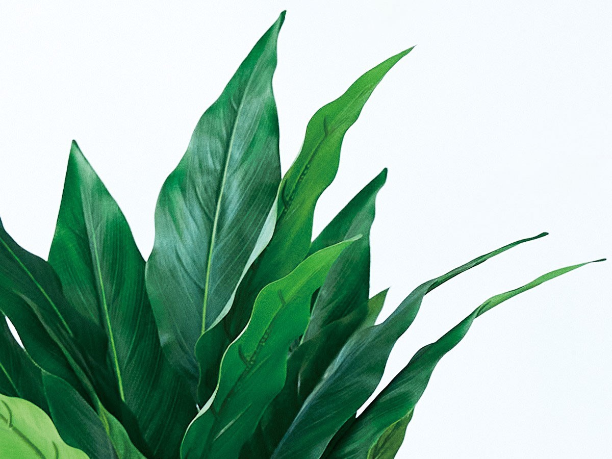 BROWN Spathiphyllum Pot / ブラウン スパティフィラム ポット 60 （花器・プランター・グリーン > フェイクグリーン・フェイクフラワー） 3