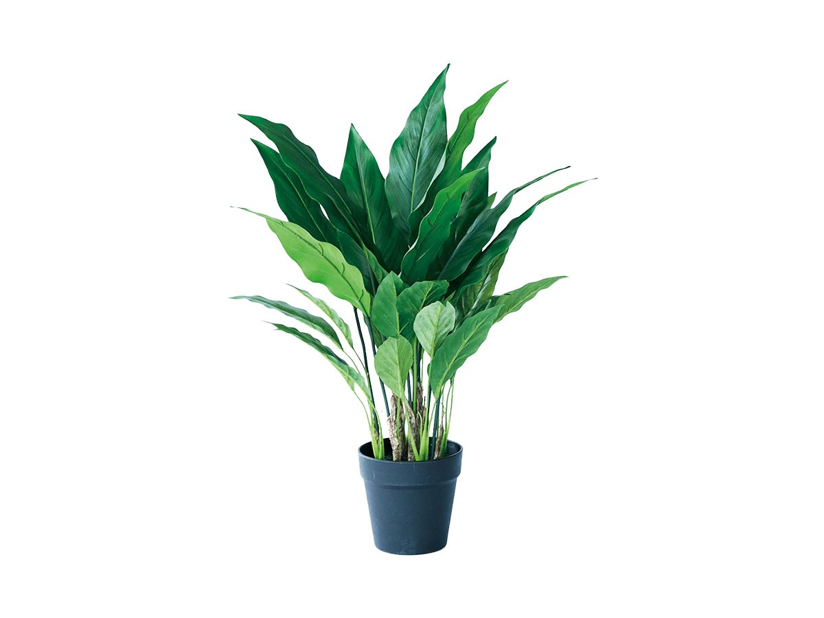 BROWN Spathiphyllum Pot