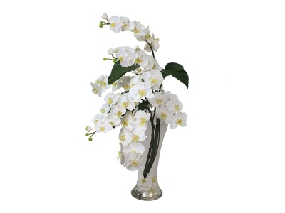 EMILIO ROBBA PHALAENOPSIS / エミリオロバ ファレノプシス 4Li