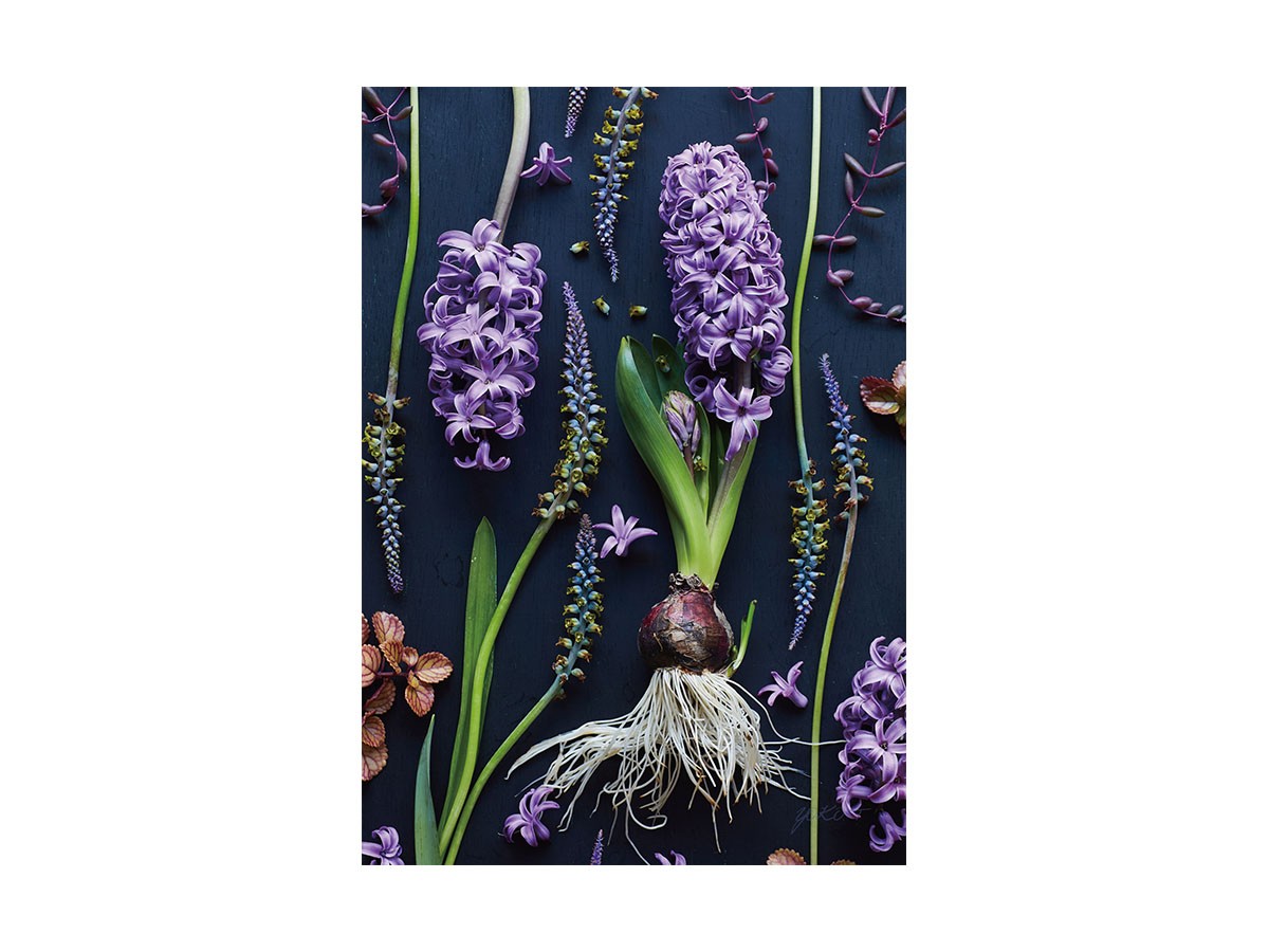 Botanic Hyacinth