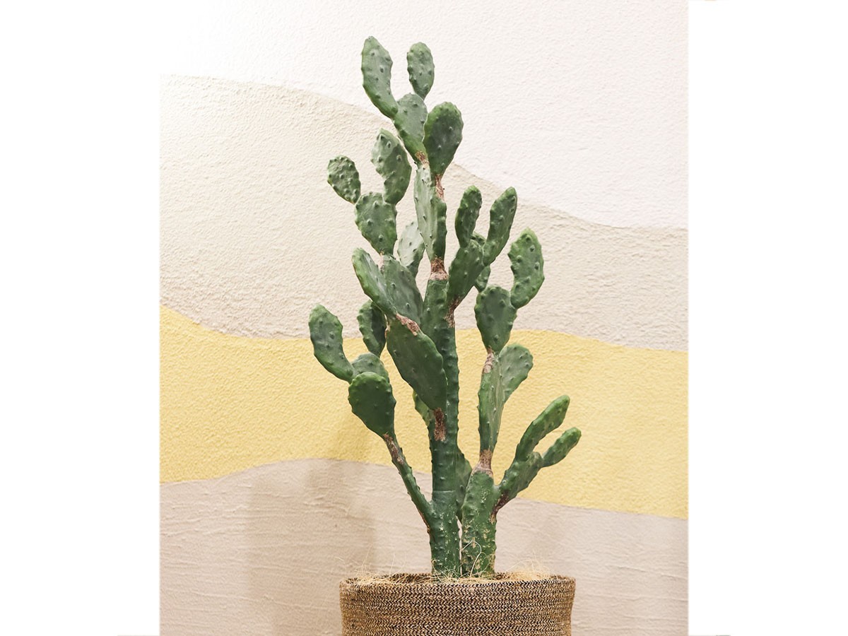 BROWN Prickly Pear Cactus Pot / ブラウン ウチワサボテン ポット 100 （花器・プランター・グリーン > フェイクグリーン・フェイクフラワー） 3