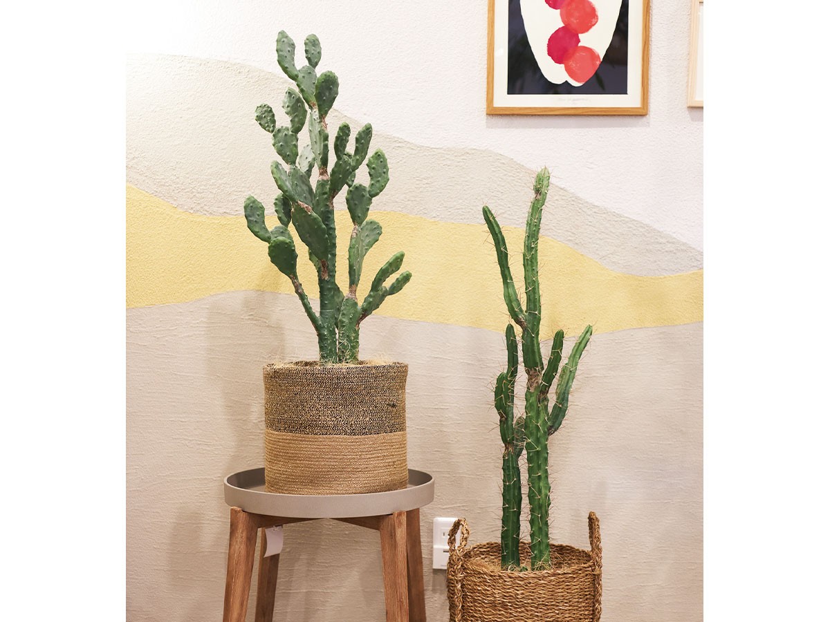BROWN Prickly Pear Cactus Pot / ブラウン ウチワサボテン ポット 100 （花器・プランター・グリーン > フェイクグリーン・フェイクフラワー） 2