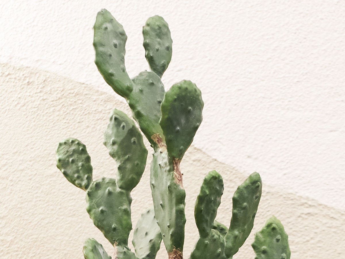 BROWN Prickly Pear Cactus Pot / ブラウン ウチワサボテン ポット 100 （花器・プランター・グリーン > フェイクグリーン・フェイクフラワー） 4