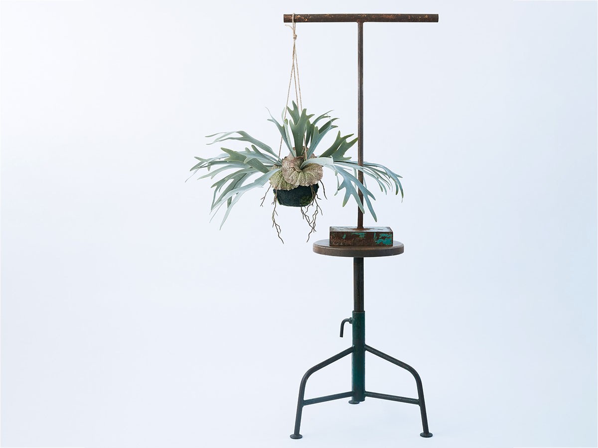 BROWN Staghorn Fern Hanging Ball / ブラウン ビカクシダ ハンギングボール 46 （花器・プランター・グリーン > フェイクグリーン・フェイクフラワー） 2