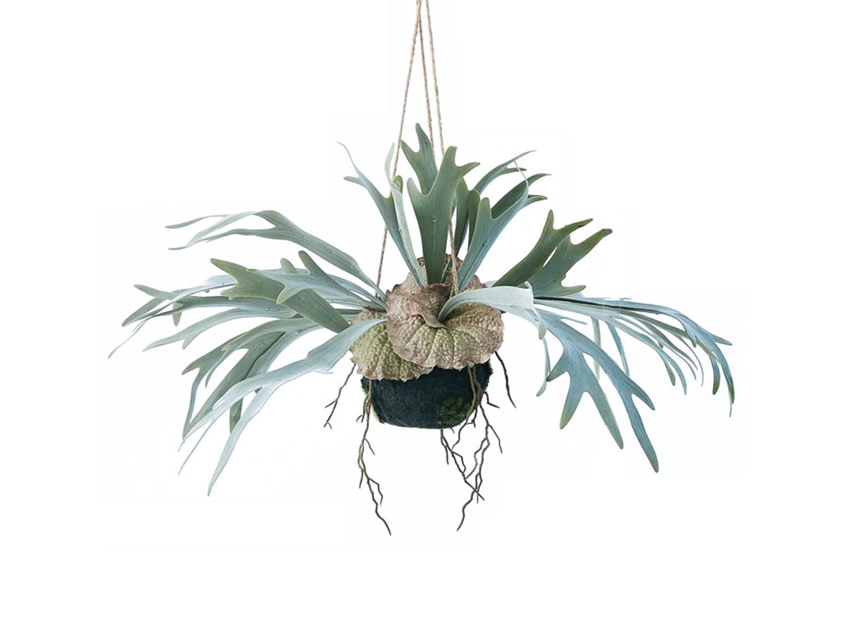 BROWN Staghorn Fern Hanging Ball / ブラウン ビカクシダ ハンギングボール 46 (花器・プランター・グリーン > フェイクグリーン・フェイクフラワー) 1