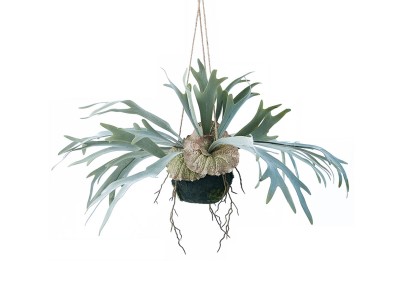 BROWN Staghorn Fern Hanging Ball / ブラウン ビカクシダ ハンギング