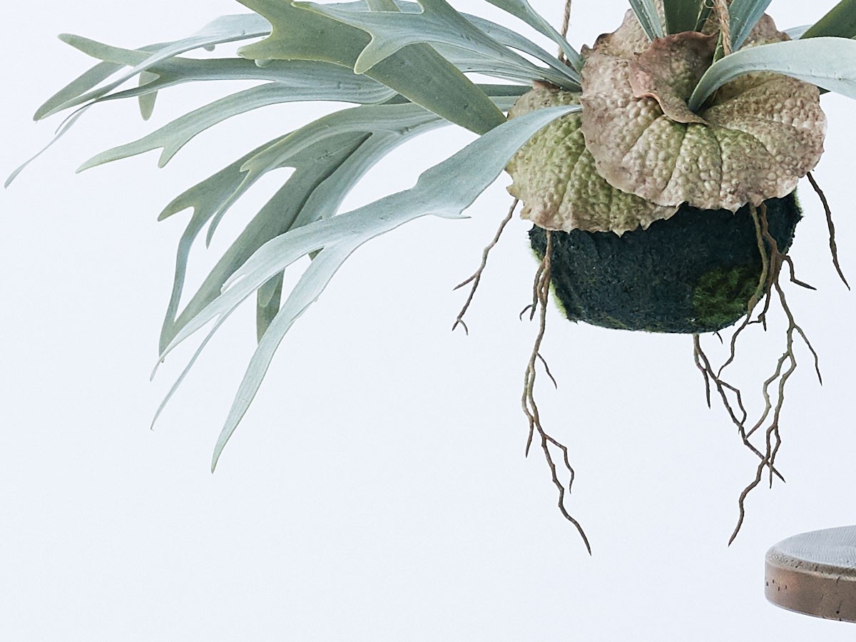 BROWN Staghorn Fern Hanging Ball / ブラウン ビカクシダ ハンギングボール 46 （花器・プランター・グリーン > フェイクグリーン・フェイクフラワー） 4